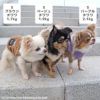 チワワ1.7kg(首18/胴27.5/丈22cm)のトロくんはブラウンのS、1.9kg(首19/胴29.5/丈21.5cm)のウメちゃんはベージュのS、2.1kg(首19.5/胴30.5/丈22cm)の玉青ちゃんはパープルのSを着用