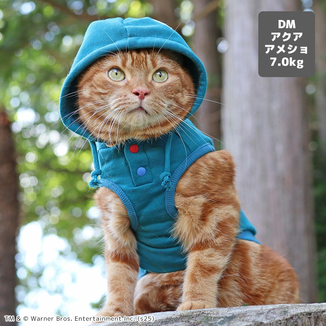 アメショ7.0kg(首28/胴48/丈28cm)のタラくんはアクアのDM着用