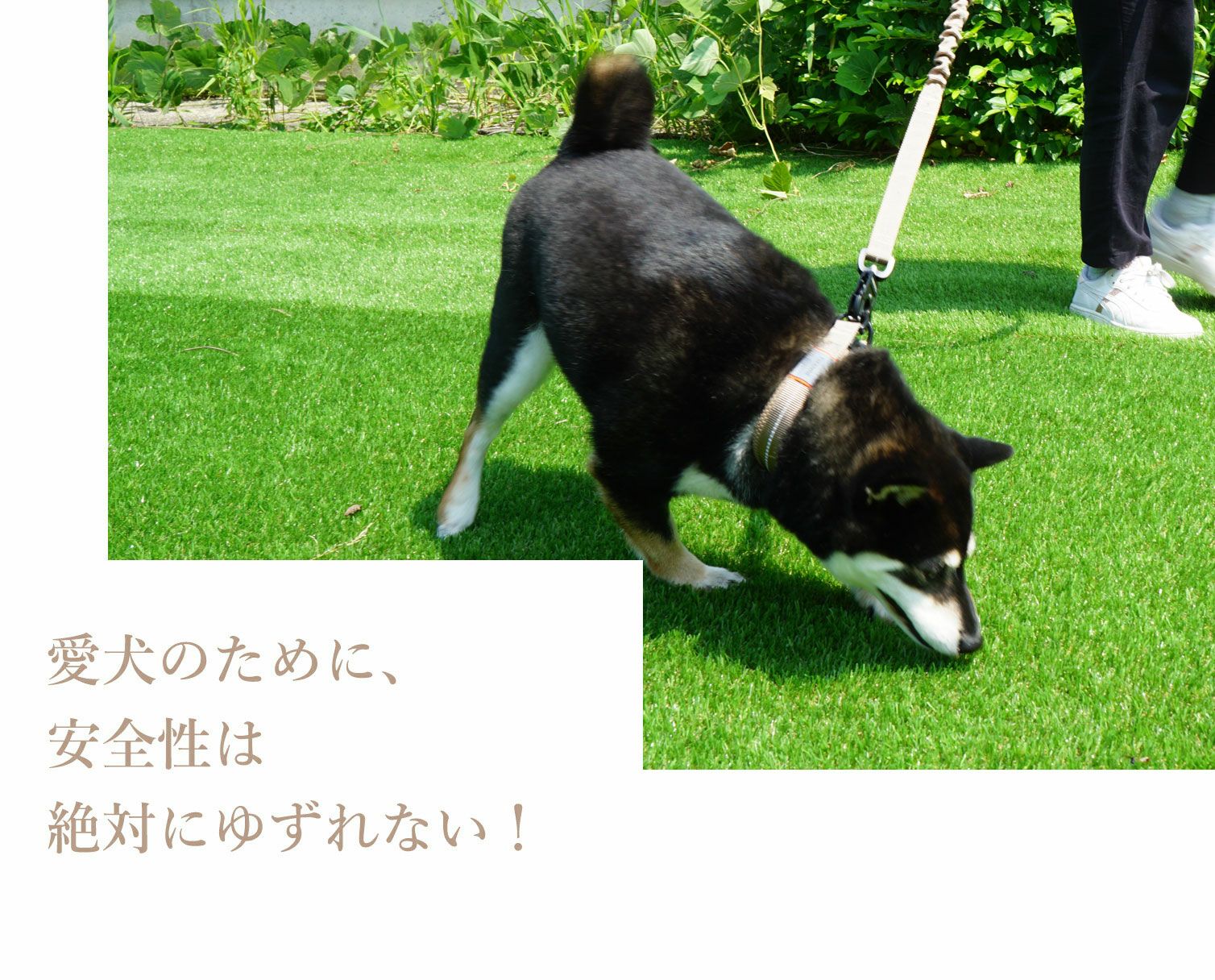 愛犬のために、安全性は絶対にゆずれない！