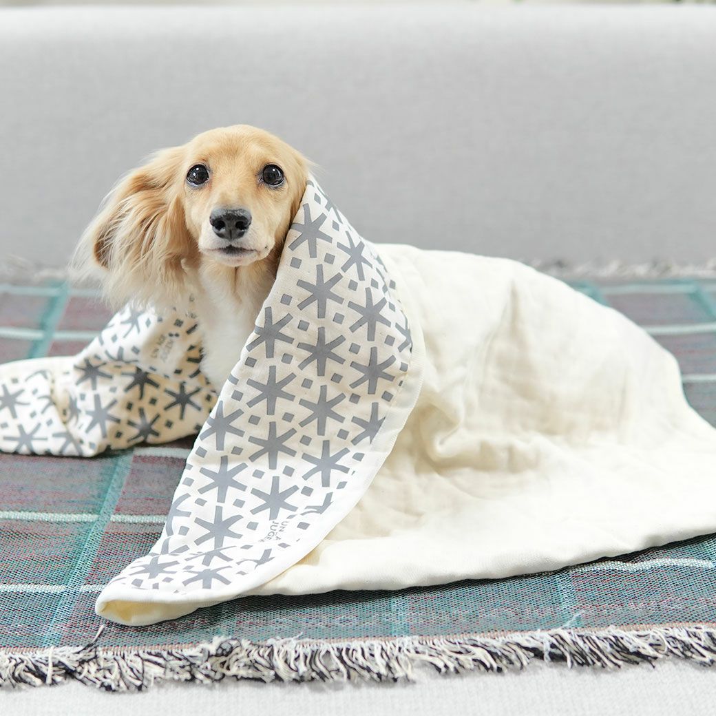 ミニチュアダックス3.9kg(首25/胴37/丈31cm)のクムちゃんが使用