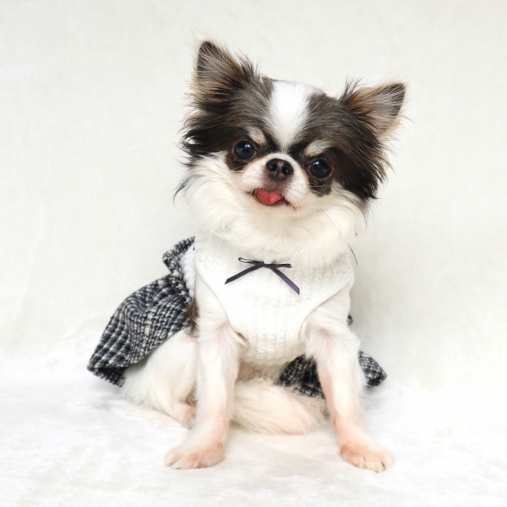 チワワ1.7kg(首18/胴27.5/丈18cm)の小真知ちゃんはホワイトのSを着用