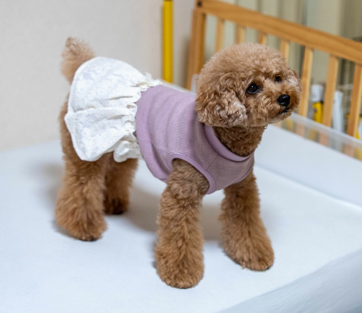 トイプードル4.5kg(首26/胴40.5/丈30cm)の里梨衣ちゃんはアッシュピンクのLを着用