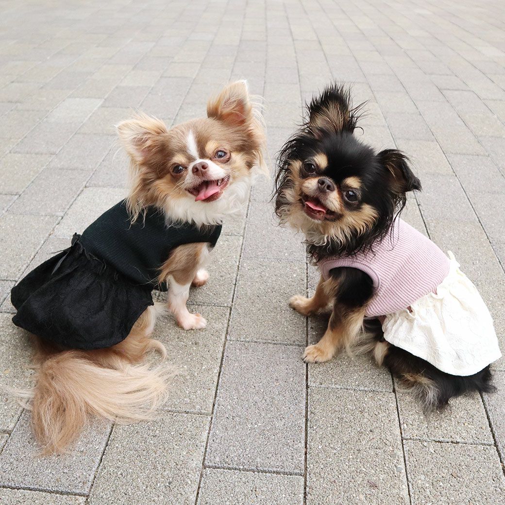 チワワ2.1kg(首19.5/胴30.5/丈22cm)の玉青ちゃんはブラックのSを着用チワワ1.9kg(首19/胴29.5/丈21.5cm)のウメちゃんはアッシュピンクのSを着用