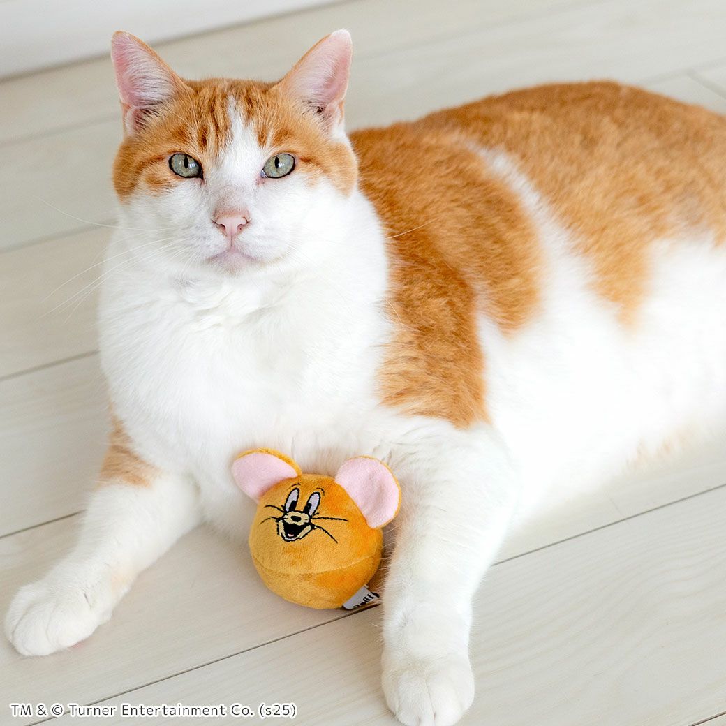 MIX8.6kg(首25/胴54/丈34cm)のゆづるくんはが遊んでくれました