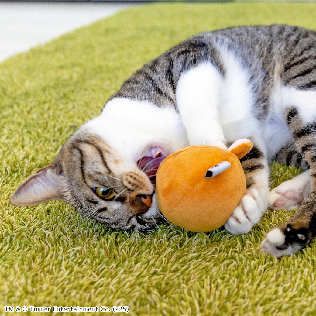 MIX3.7kgのこむぎちゃんが遊んでくれました