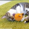 MIX3.7kgのこむぎちゃんが遊んでくれました