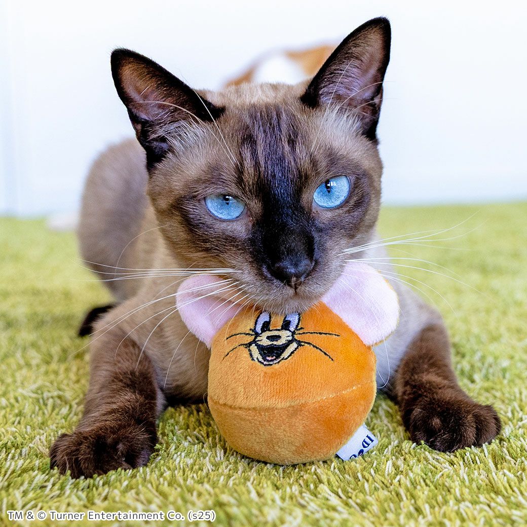 MIX4.6kg(首20cm)の阿生くんが遊んでくれました