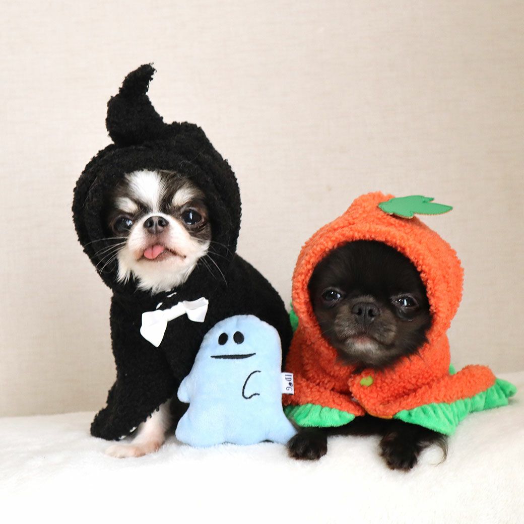 チワワ1.7kg(首18/胴27.5/丈18cm)の小真知ちゃんとチワワ1.7kg(首19/胴28.5/丈21cm)の小桃ちゃんはハロウィン仕様