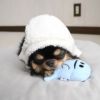チワワ1.9kg(首19/胴29.5/丈21.5cm)のウメちゃんはあごのせ枕で愛用中