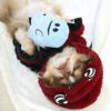 チワワ2.1kg(首19.5/胴30.5/丈22cm)の玉青ちゃんは抱き枕として