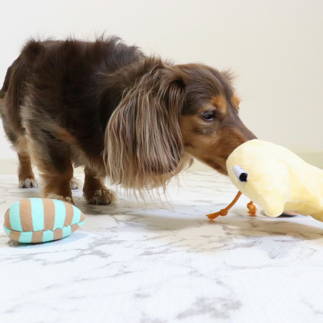 カニヘンダックス5.6kg(首35/胴43/丈37cm)のハクくんはイエローで遊んでみました。