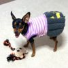 ミニピン2.7kg(首20/胴36/丈23.5cm)のルナちゃんはドクロベアで遊んでます