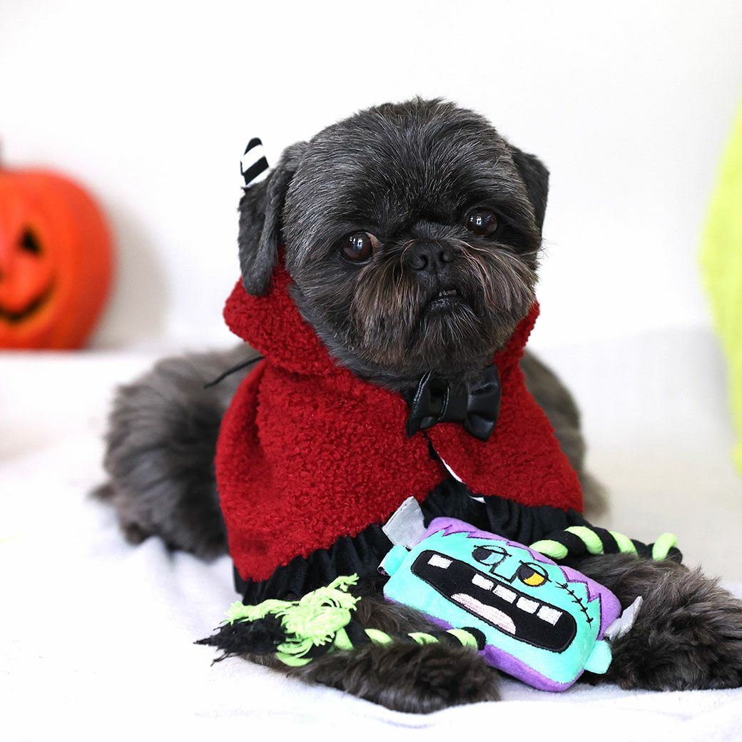 シーズー5.4kg(首26/胴38/丈38cm)のつぶくんはフランケンを使用