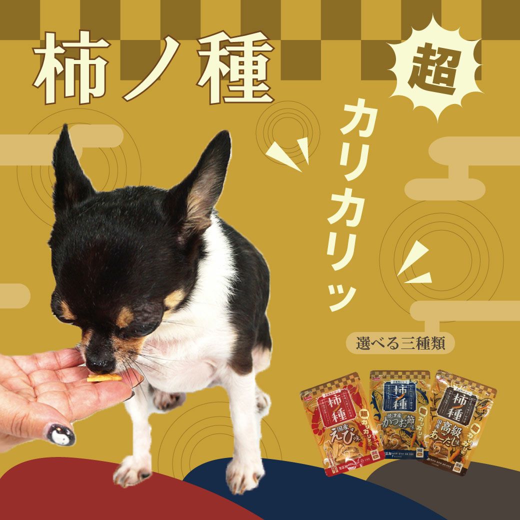 犬が食べている写真