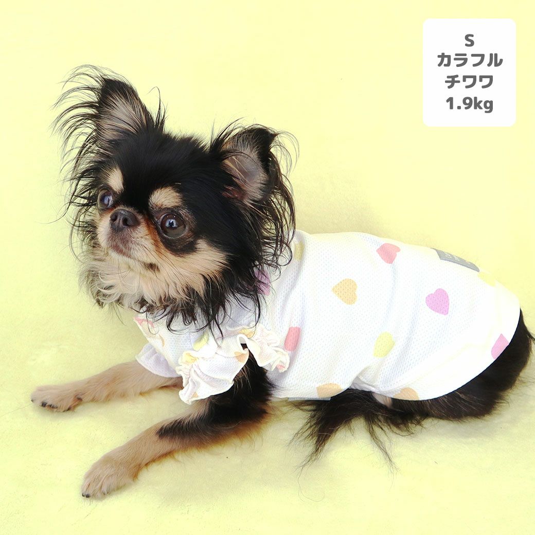 チワワ1.9kg(首19/胴29.5/丈21.5cm)のウメちゃんはカラフルのSを着用