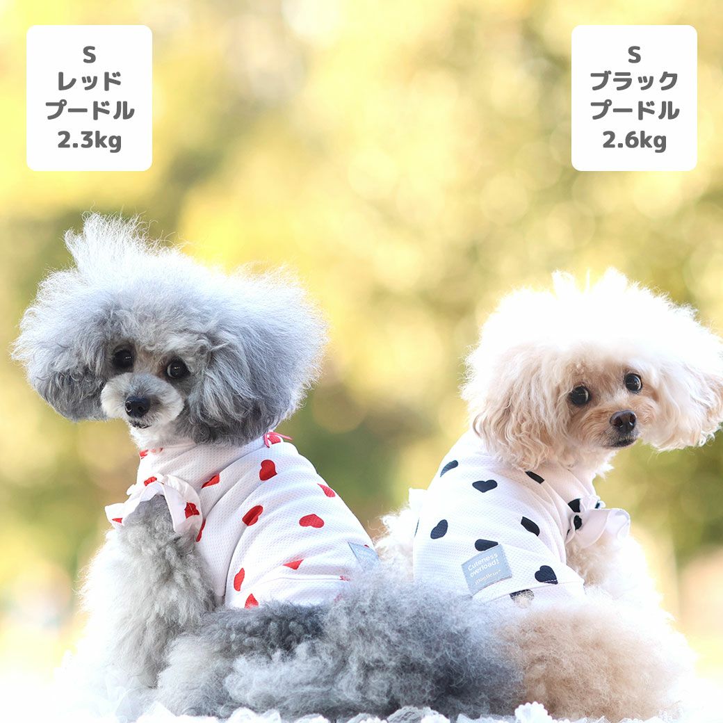 トイプー2.3kg(首18/胴31/丈24cm)のメルシーちゃんはレッドのSを着用トイプー2.6kg(首20/胴32/丈25cm)のマイちゃんはブラックのSを着用