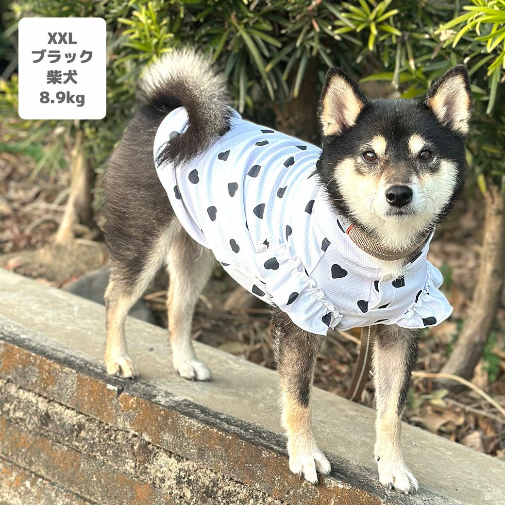 柴犬8.9kg(首33/胴54/丈39cm)のチョコプリンちゃんはブラックのXXLを着用