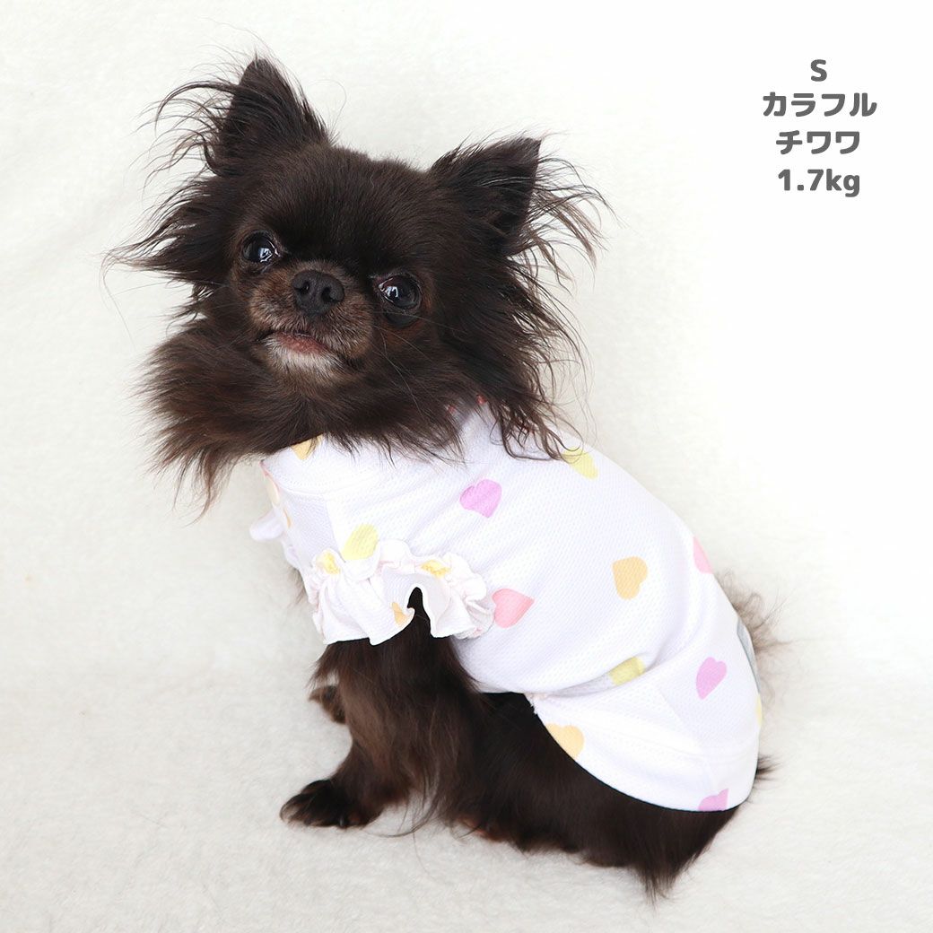チワワ1.7kg(首19/胴28.5/丈21cm)の小桃ちゃんはカラフルのSを着用