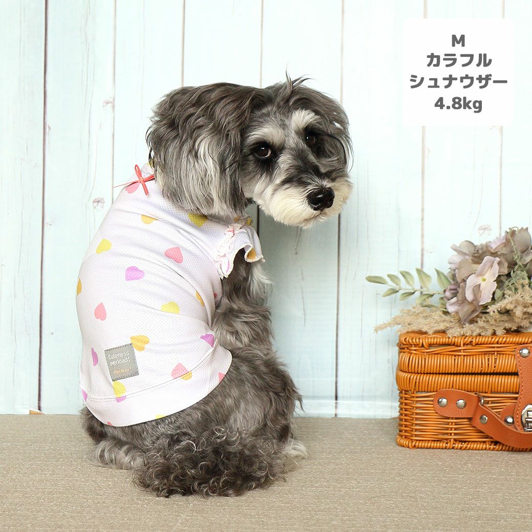 ミニチュアシュナウザー4.8kg(首22/胴39/丈29cm)のあろあちゃんはカラフルのMを着用