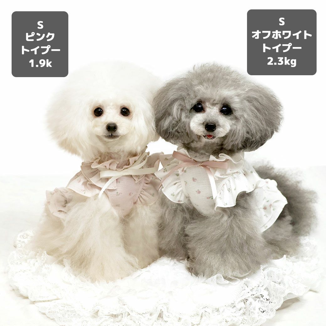 トイプー2.3kg(首18/胴31/丈24cm)のメルシーちゃん(右)はオフホワイトのSを着用、トイプー1.9kg(首17/胴29/丈22cm)のメリナちゃん(左)はピンクのSを着用