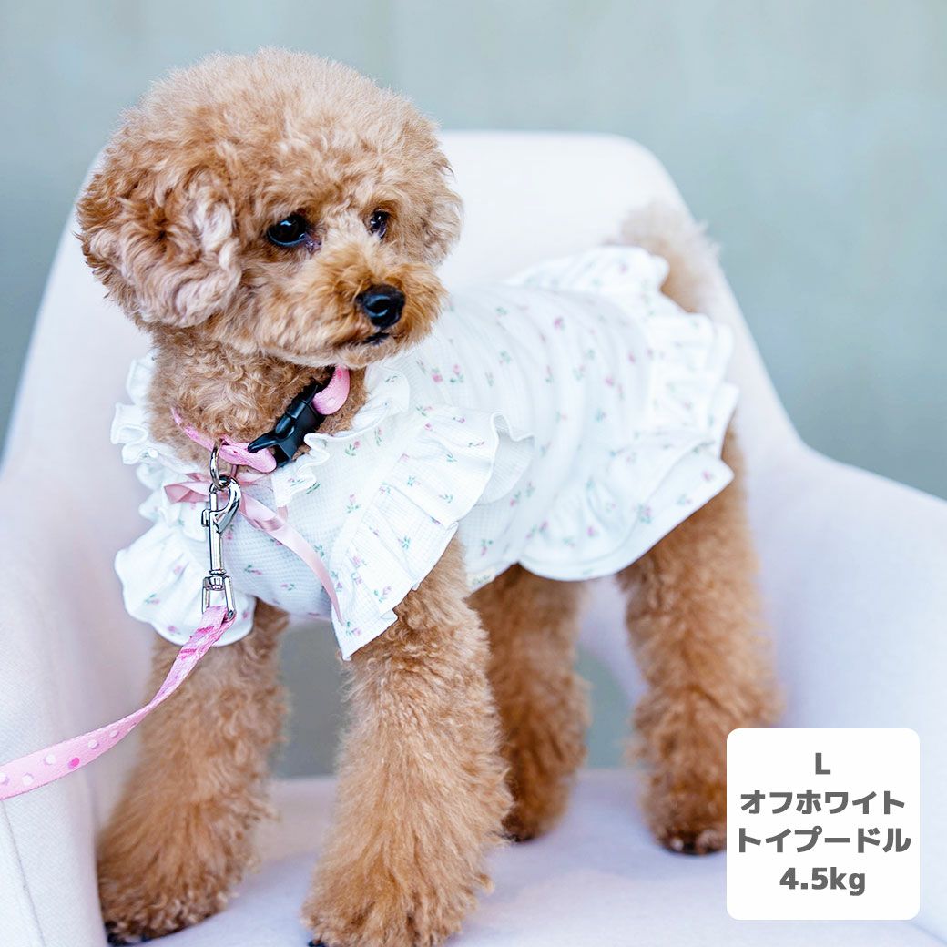 トイプードル4.5kg(首26/胴40.5/丈30cm)の里梨衣ちゃんはオフホワイトのLを着用