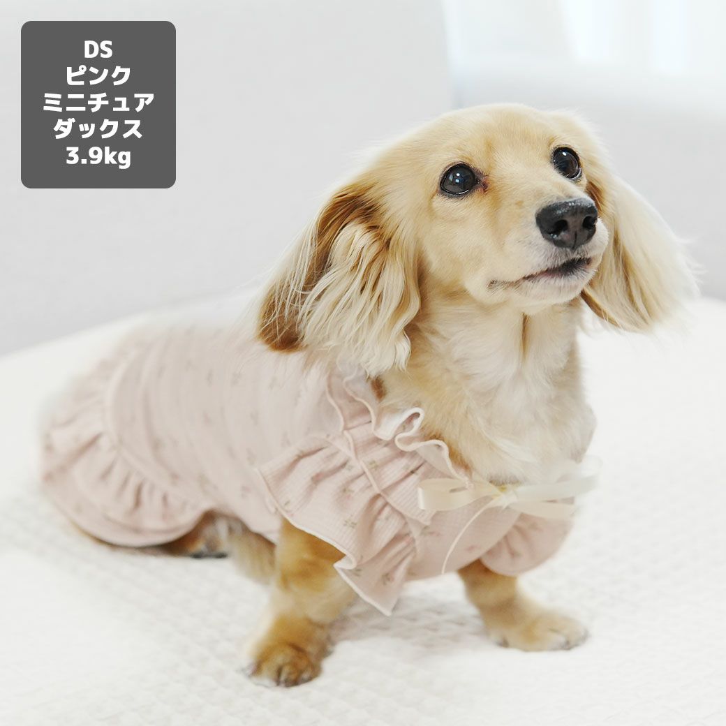 ミニチュアダックス3.9kg(首25/胴37/丈31cm)のクムちゃんはピンクのDSを着用