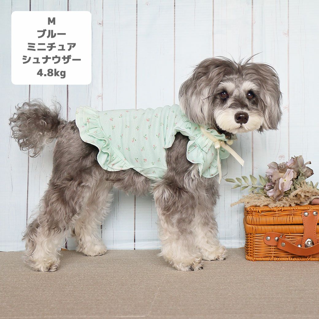 ミニチュアシュナウザー4.8kg(首22/胴39/丈29cm)のあろあちゃんはブルーのMを着用