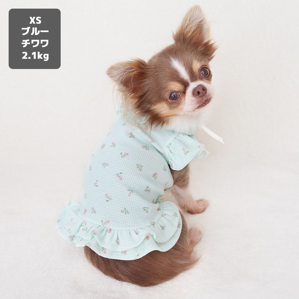 チワワ2.1kg(首19.5/胴30.5/丈22cm)の玉青ちゃんはブルーのXSを着用