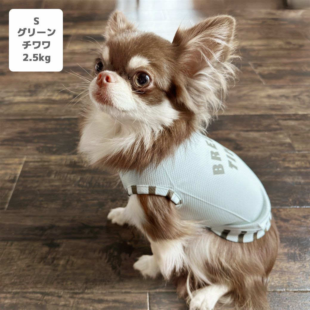 チワワ2.1kg(首19.5/胴30/丈30cm)のオリーブくんはグリーンのSを着用