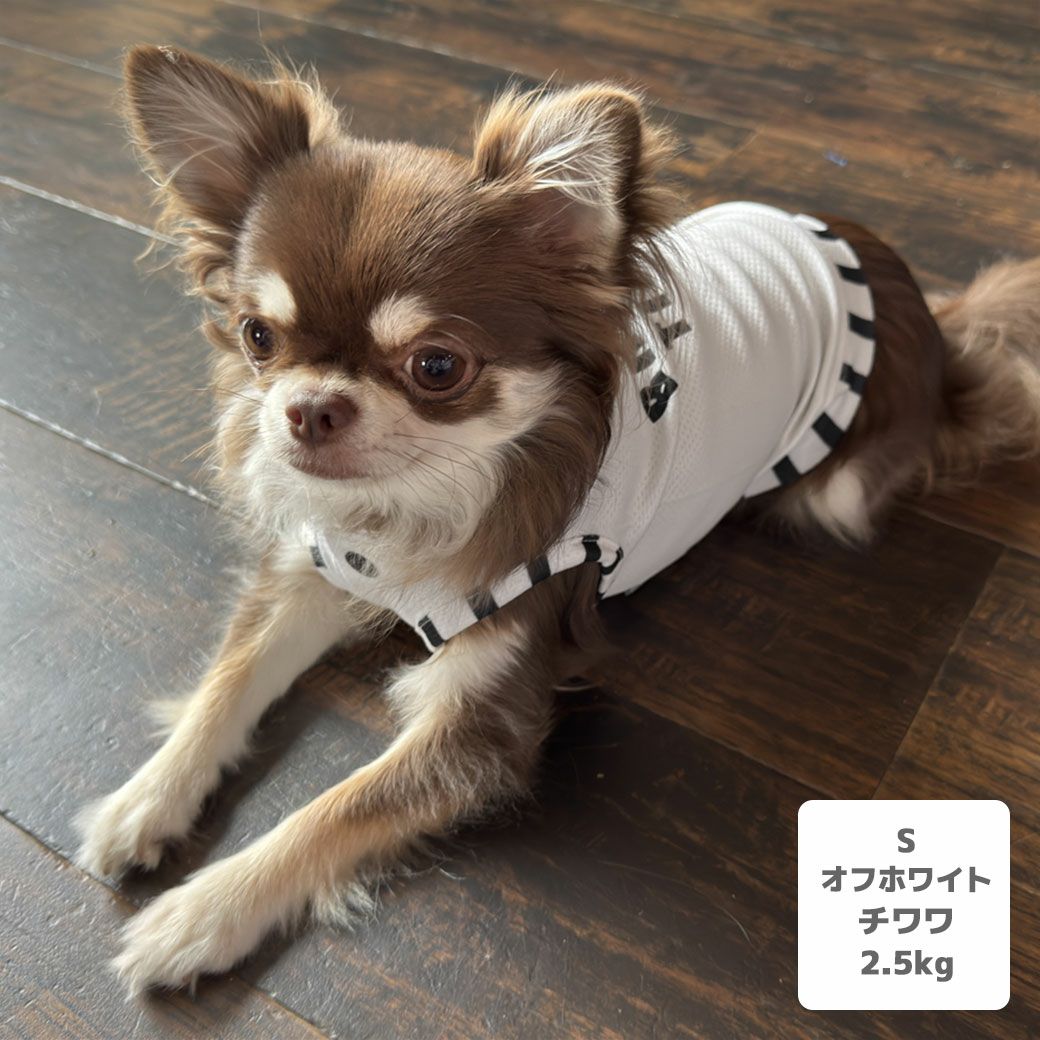 チワワ2.2kg(首18.5/胴30/丈30cm)のピクルスくんはオフホワイトのSを着用