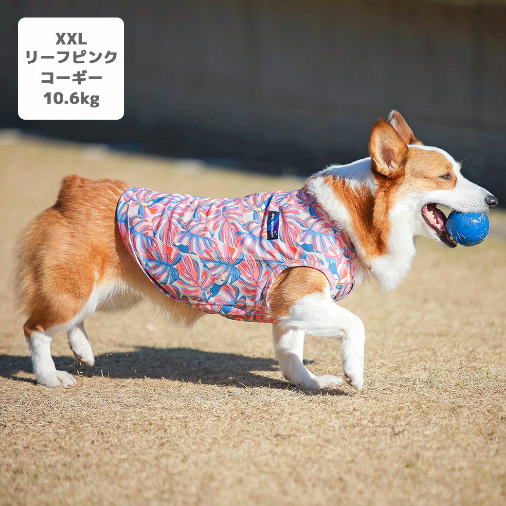 コーギー10.6kg(首36/胴51/丈37cm)のラテちゃんはリーフピンクのXXLを着用