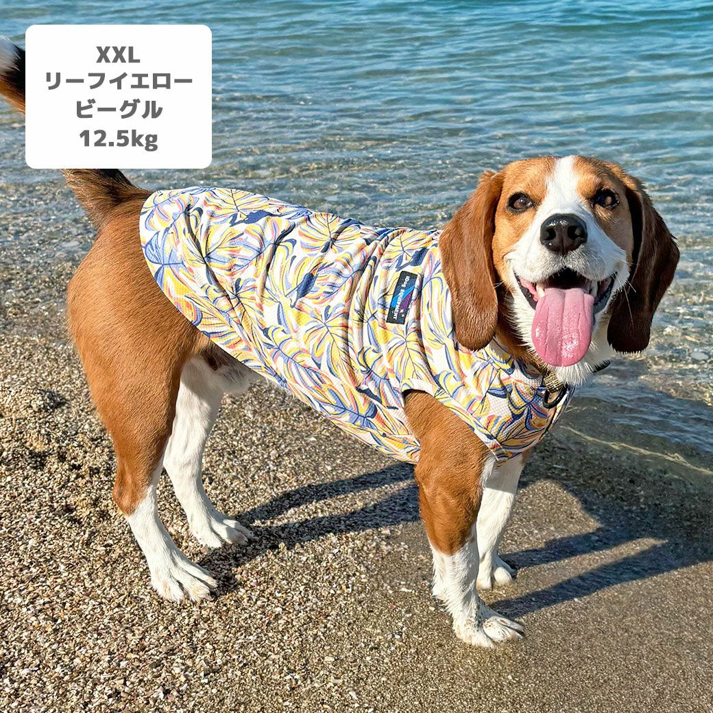 ビーグル12.5kg(首33/胴58/丈40cm)のほたてくんはリーフイエローのXXLを着用