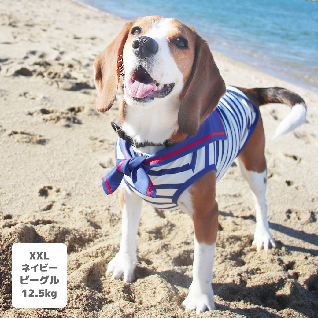 ビーグル12.5kg(首33/胴58/丈40cm)のほたてくんはネイビーのXXLを着用