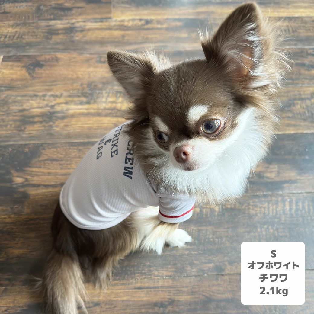 チワワ2.5kg(首19.5/胴30/丈30cm)のオリーブくんはオフホワイトのSを着用