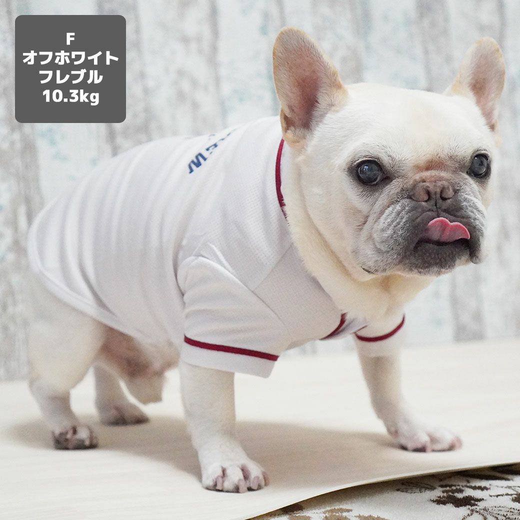 フレブル10.3kg(首38/胴56/丈34cm)のブランくんはオフホワイトのFを着用