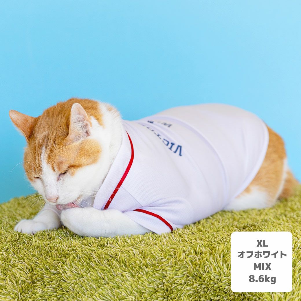 MIX8.6kg(首25/胴54/丈34cm)のゆづるくんはオフホワイトのXLを着用