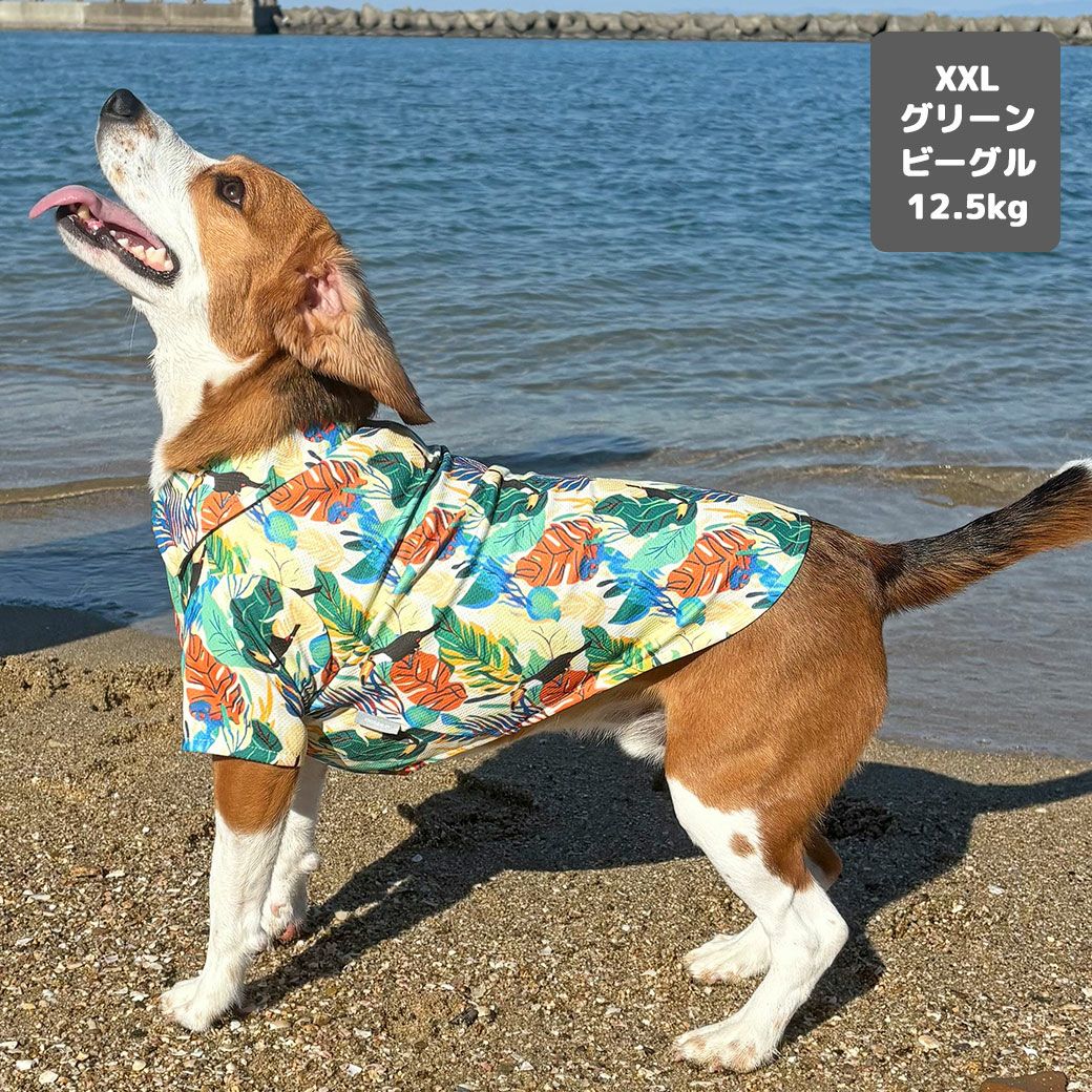 ビーグル12.5kg(首33/胴58/丈40cm)のほたてくんはグリーンのXXLを着用