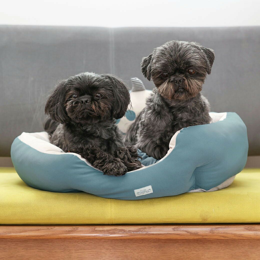 シーズー5.4kg(首26/胴38/丈38cm)のつぶくん、シーズー5.6kg(首26/胴40/丈30cm)のあんこくんはぶるぶるブルーを使用