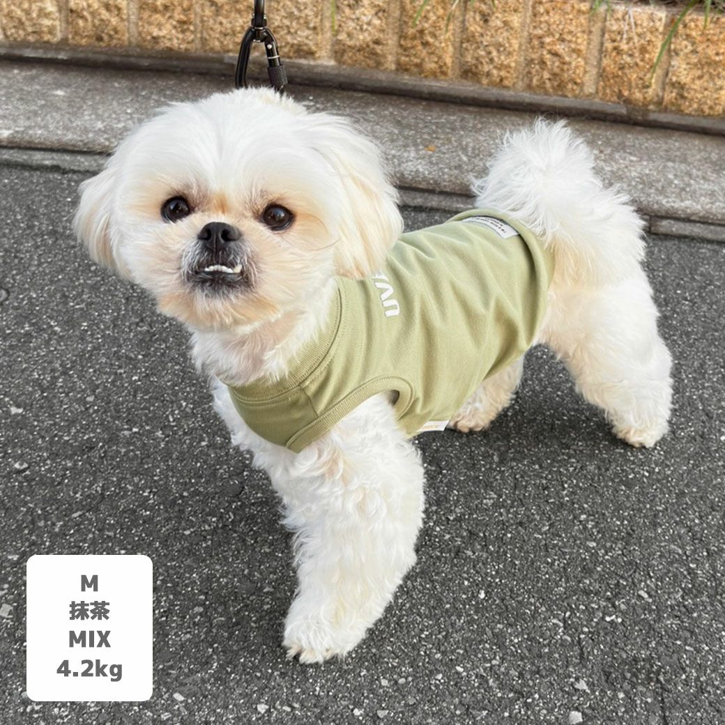 MIX4.2kg(首24/胴38/丈30cm)のとろろくんは抹茶のMを着用
