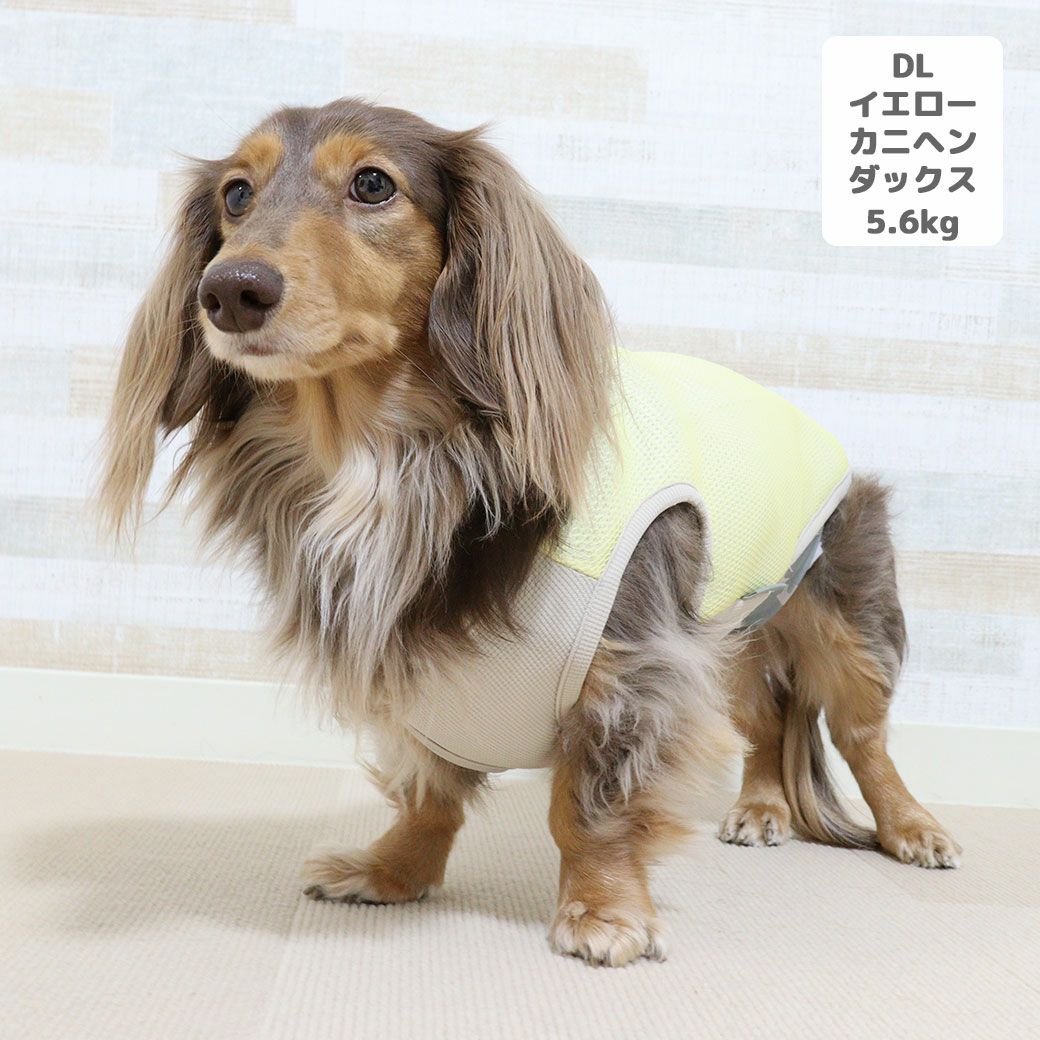 カニヘンダックス5.6kg(首35/胴43/丈37cm)のハクくんはイエローのDLを着用