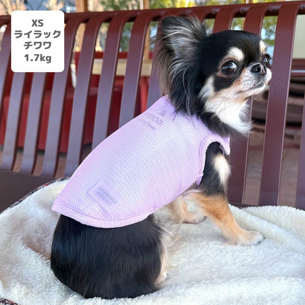 チワワ1.7kg(首18/胴23/丈27cm)のざらめちゃんはライラックのXSを着用
