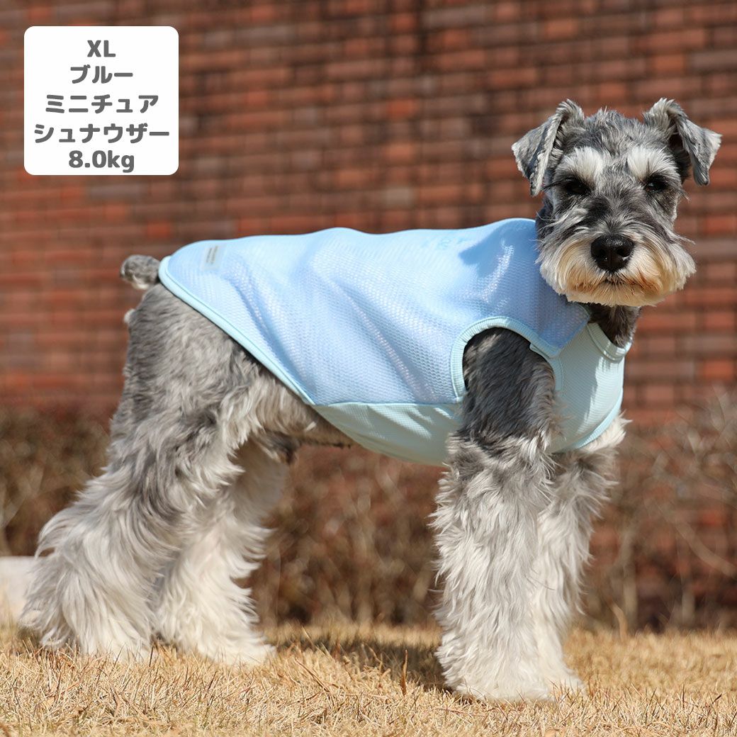 ミニチュアシュナウザー8.0kg(首30/胴48/丈37cm)のマハロくんはブルーのXLを着用