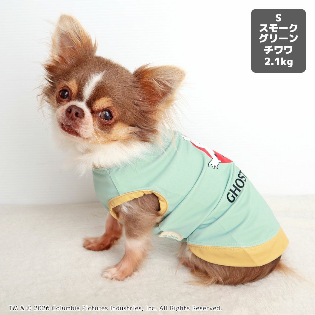 チワワ2.1kg(首19.5/胴30.5/丈22cm)の玉青ちゃんはスモークグリーンのSを着用