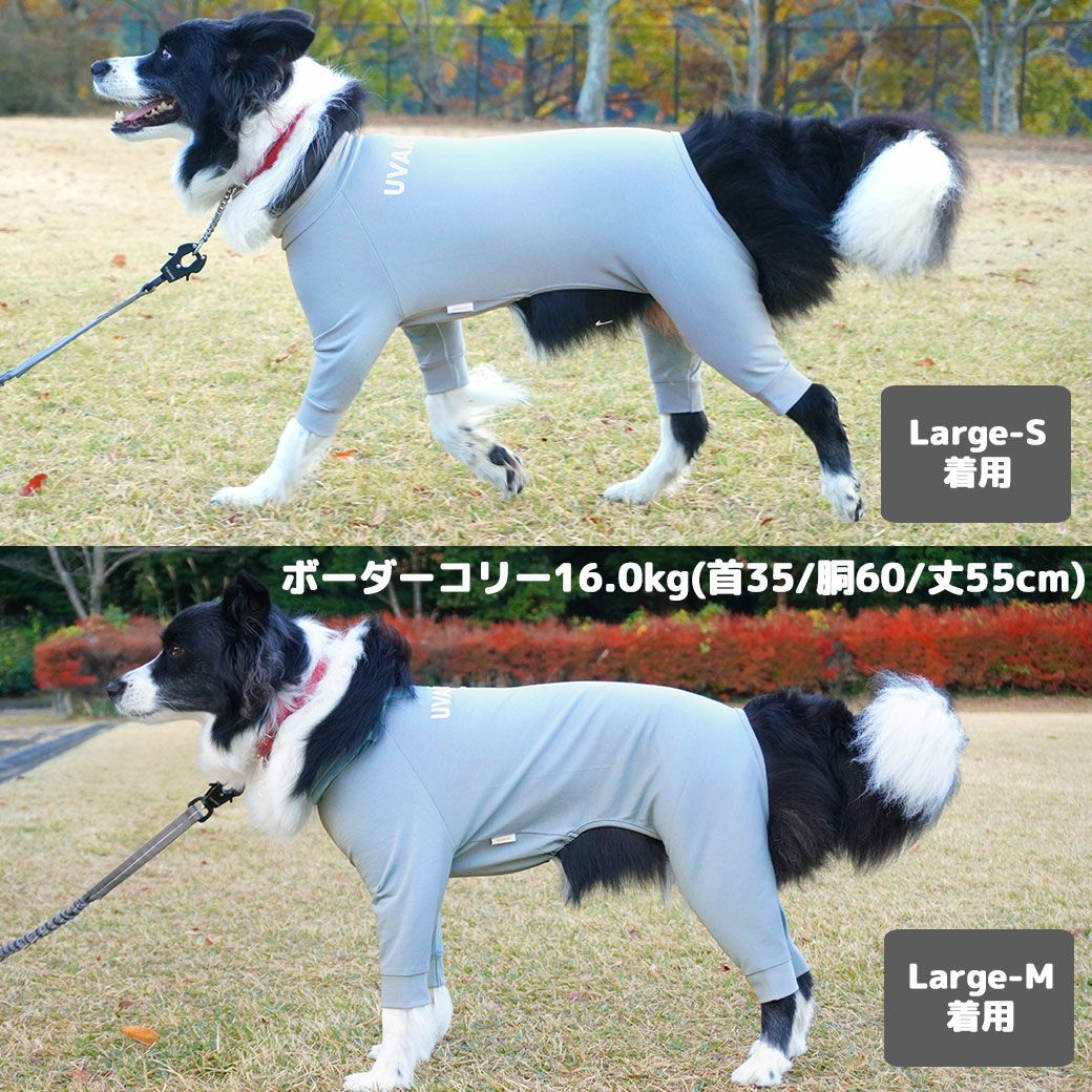 ボーダーコリー16.0kg(首35/胴60/丈55cm)のラムネちゃんはシャドーブルーを着用