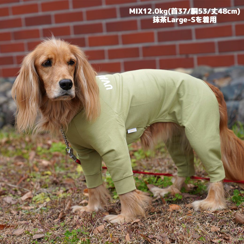 MIX12.0kg(首37/胴53/丈48cm)のはちみつちゃんは抹茶のLarge-Sを着用