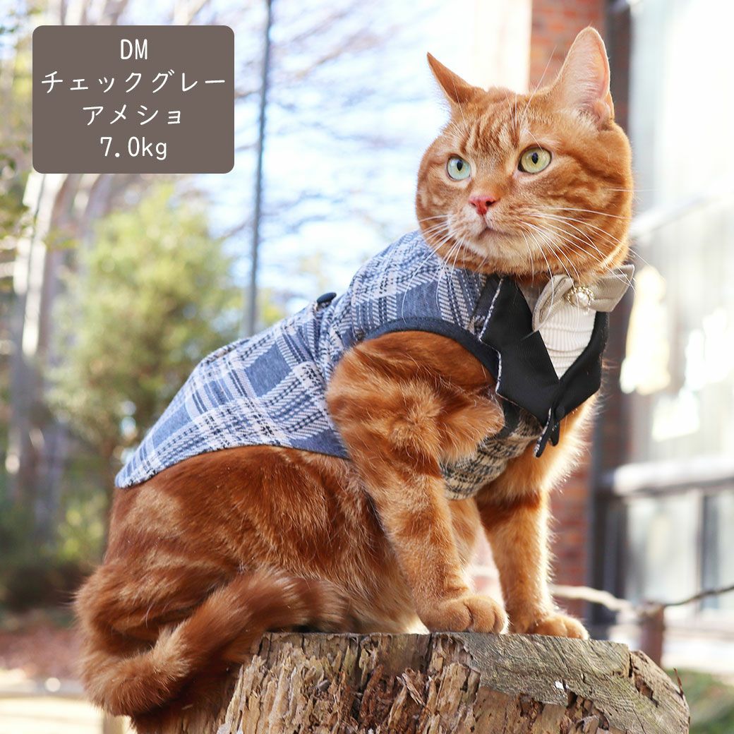 アメショ7.0kg(首28/胴48/丈28cm)のタラくんはチェックグレーのDM着用