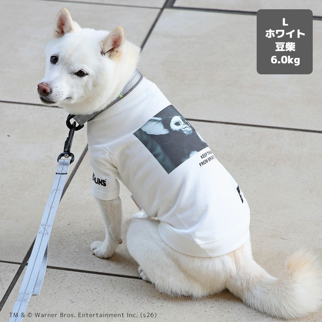 豆柴6.0kg(首31/胴45/丈33cm)のラテちゃんはホワイトのLを着用