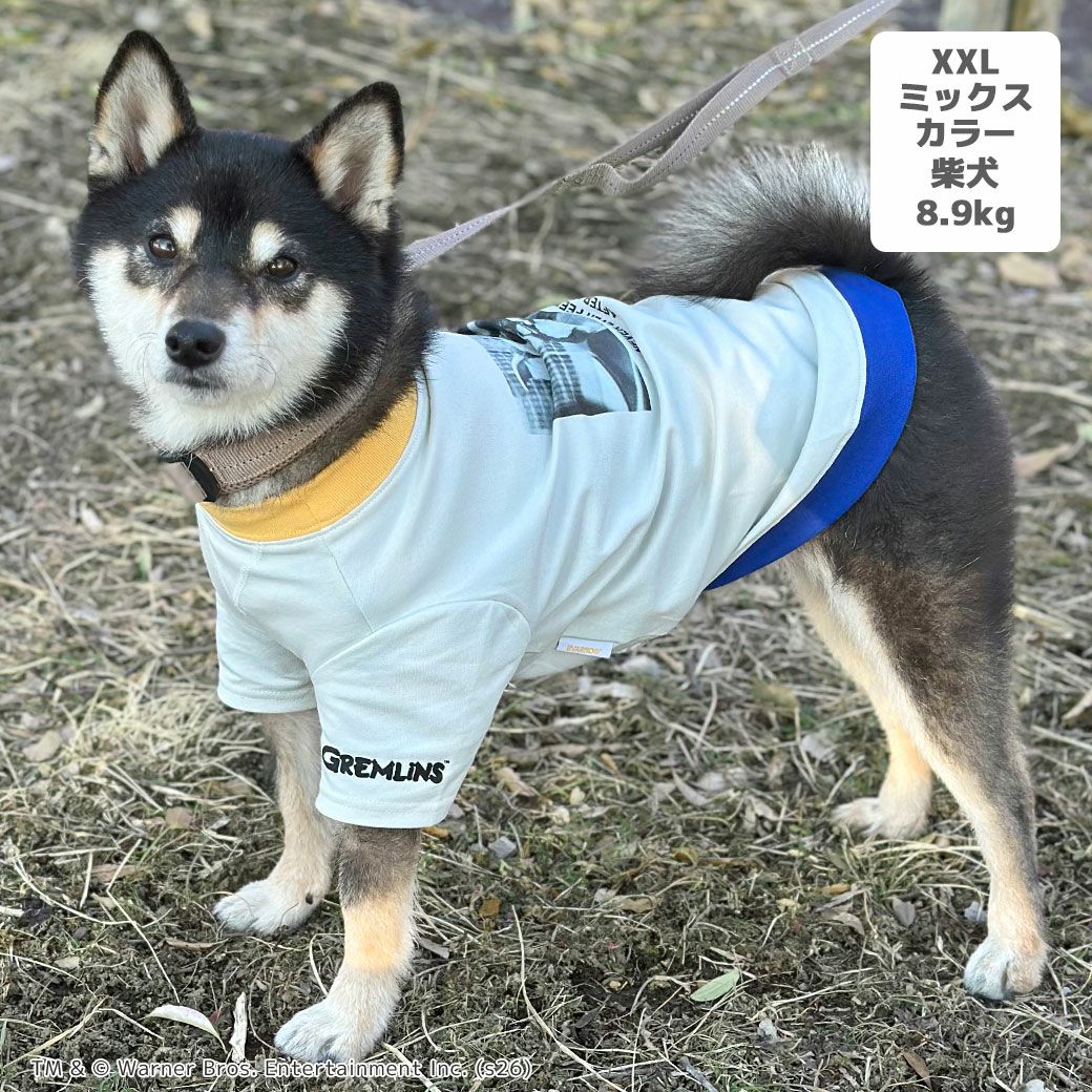柴犬8.9kg(首33/胴54/丈39cm)のチョコプリンちゃんはミックスカラーのXXLを着用