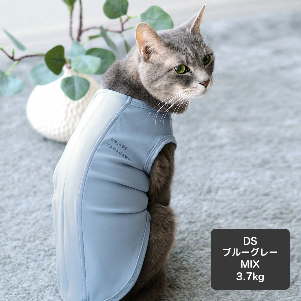 MIX3.7kg(首18.5/胴39/丈38cm)の六花ちゃんはブルーグレーのDSを着用
