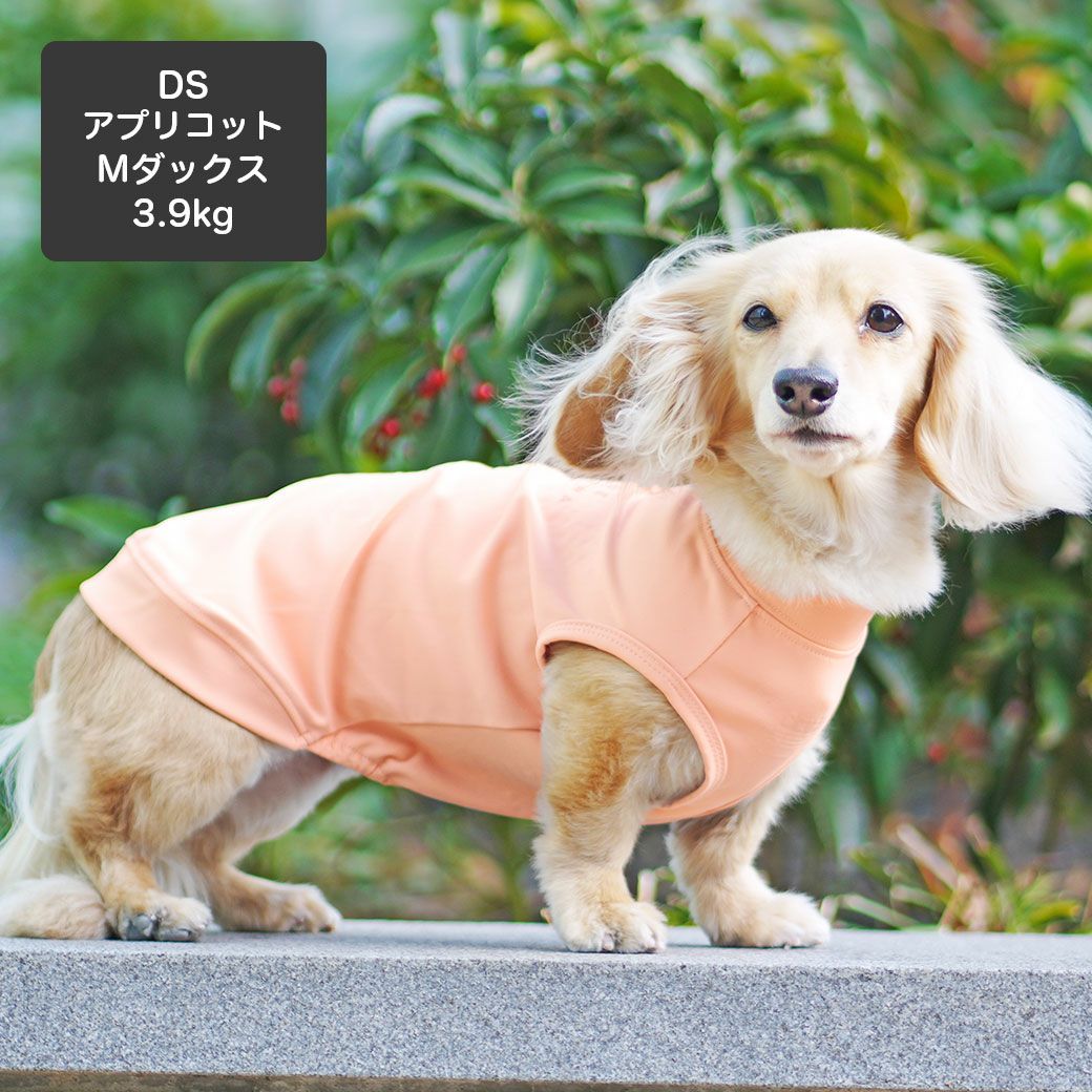 ミニチュアダックス3.9kg(首25/胴37/丈31cm)のクムちゃんはアプリコットのDSを着用